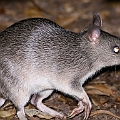 Long-nosed Bandicoot in Centenary Lakes<br />Canon EOS 6D + EF400 F5.6L + SPEEDLITE 580EXII + Better Beamer